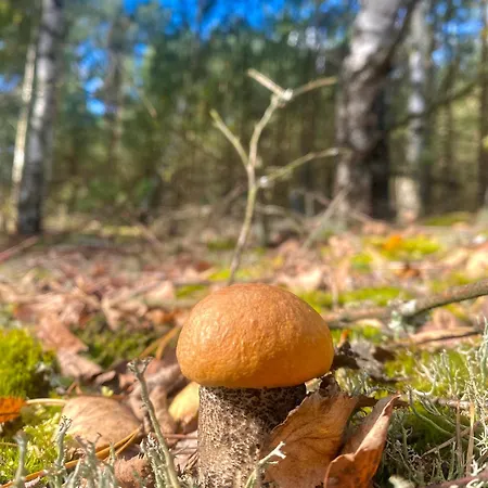 Kwintesencja Natury Villa