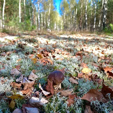 Villa Kwintesencja Natury *