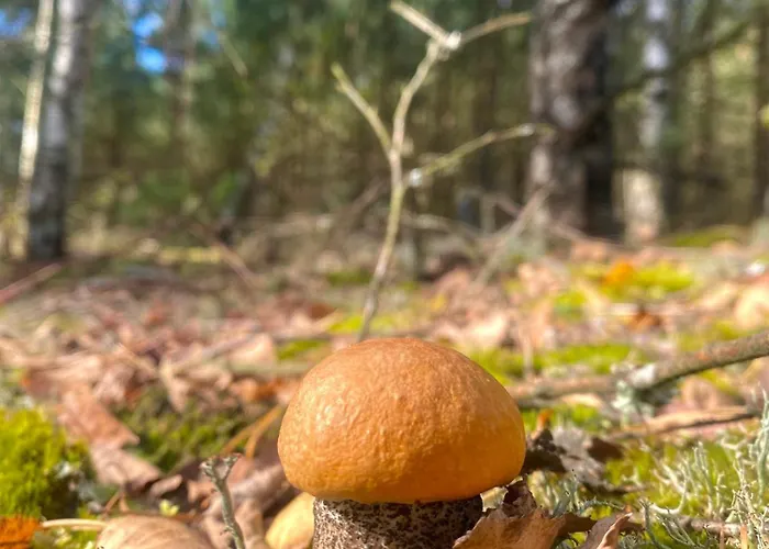 Kwintesencja Natury Βίλα