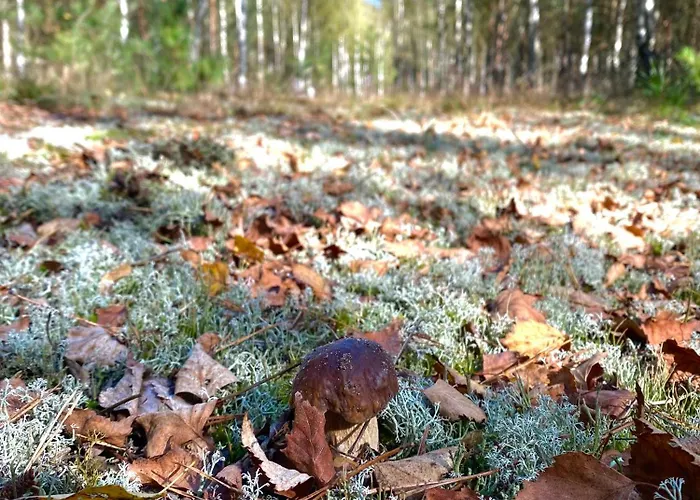 Βίλα Kwintesencja Natury *